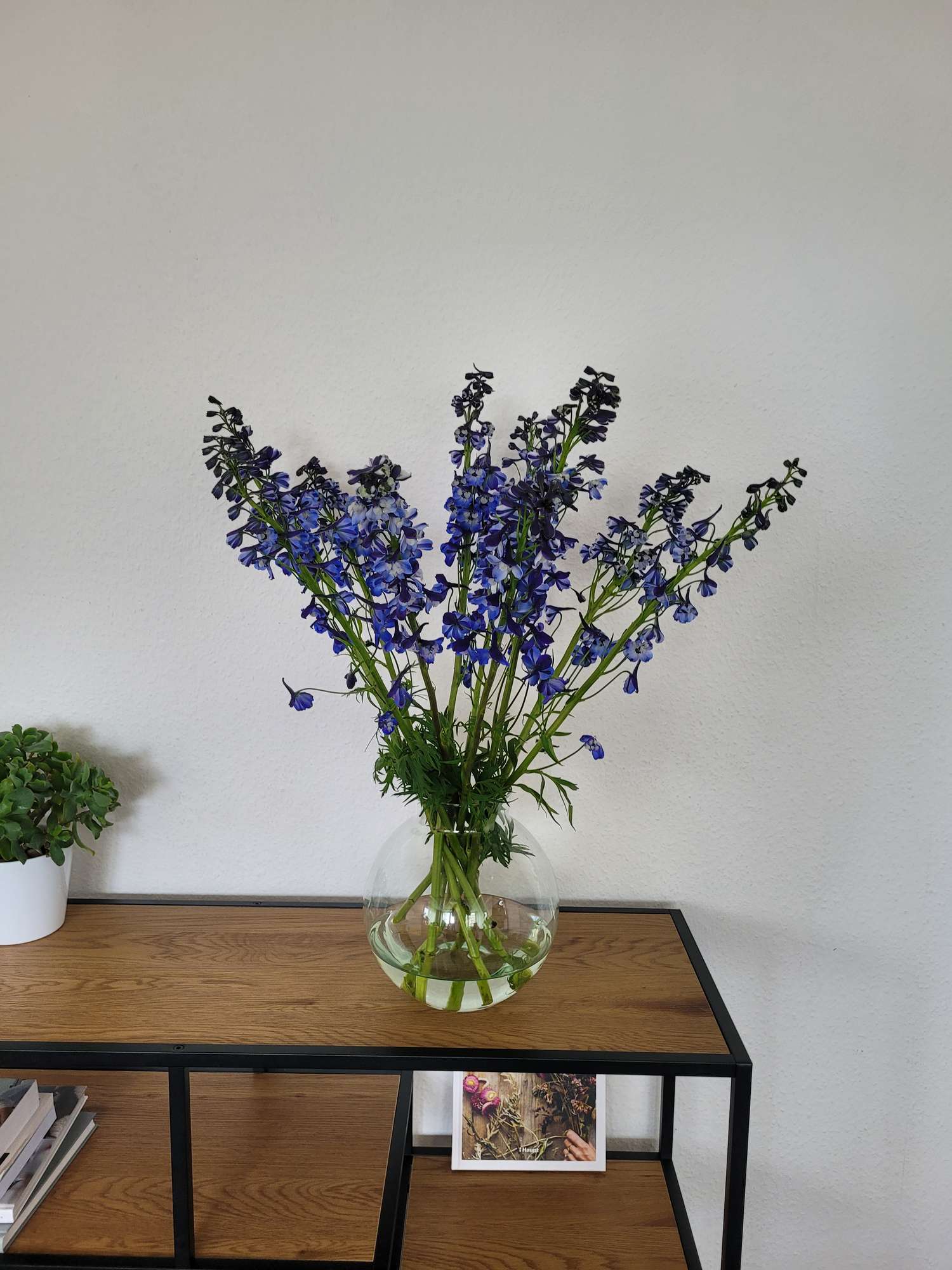 blumigo-l-wenm-ulchen-rittersporn-donna-schnittblume-blau image 3