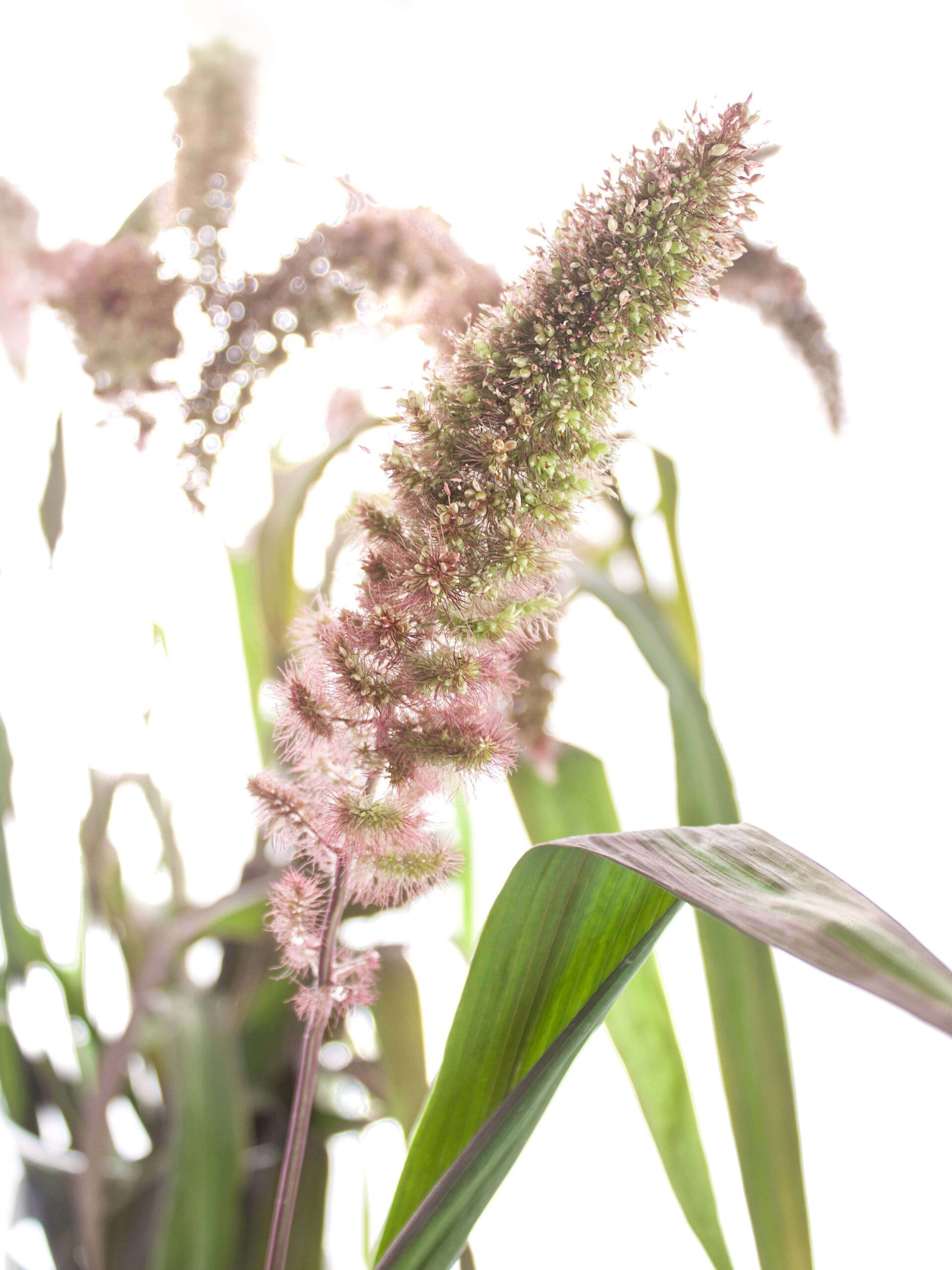 blumigo-bindegr-n-setaria-red-jewel-rot-gr-n-gras image 1