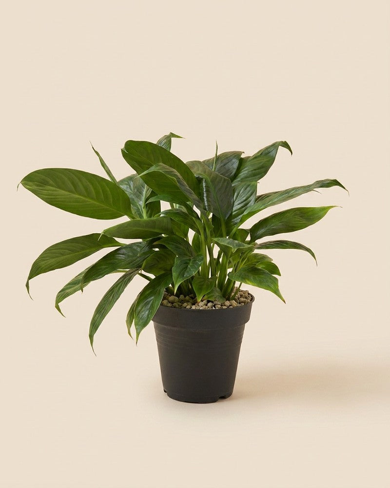 feey-einblatt-spathiphyllum-friedenslilie-ohne-bertopf image 3