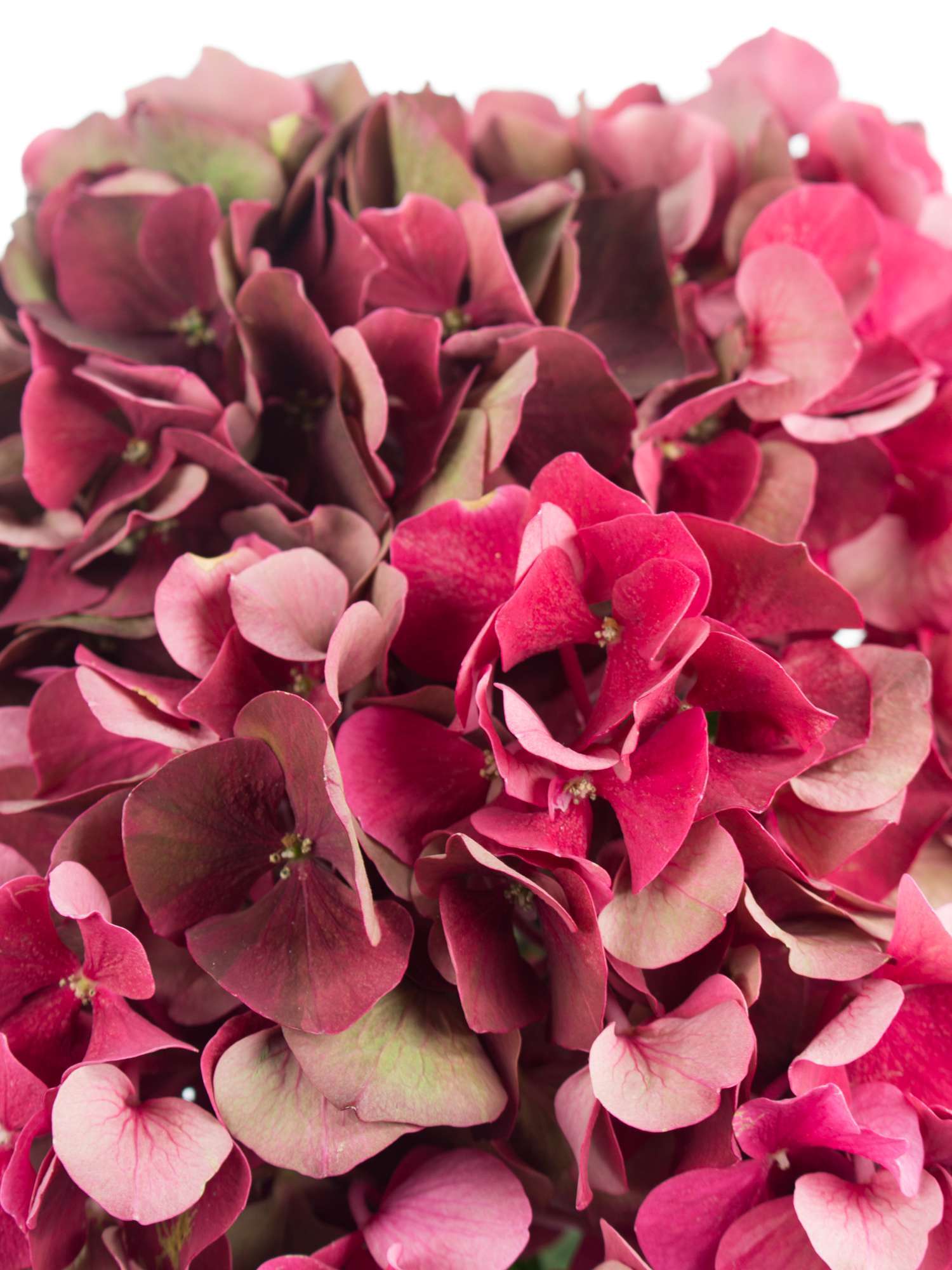 blumigo-hortensien-magical-ruby-red-classic-dunkelrote-hortensie-stiel image 3