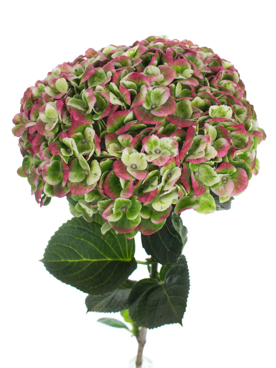 blumigo-revolution-classic-hortensie-gr-n-rot-gro-blumig image 1