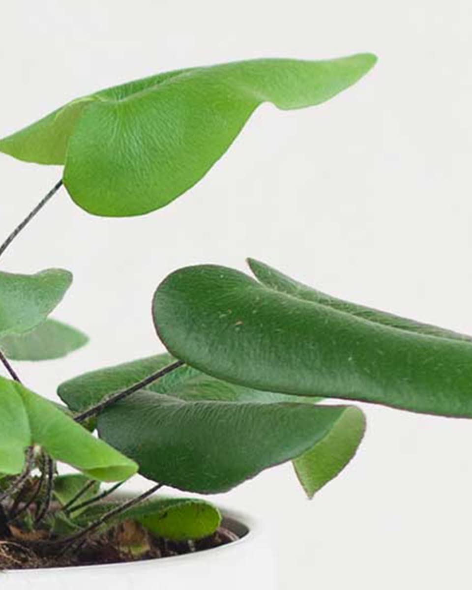 plnts-rareplnts-hemionitis-arifolia-herzfarn-12cm-topf image 3