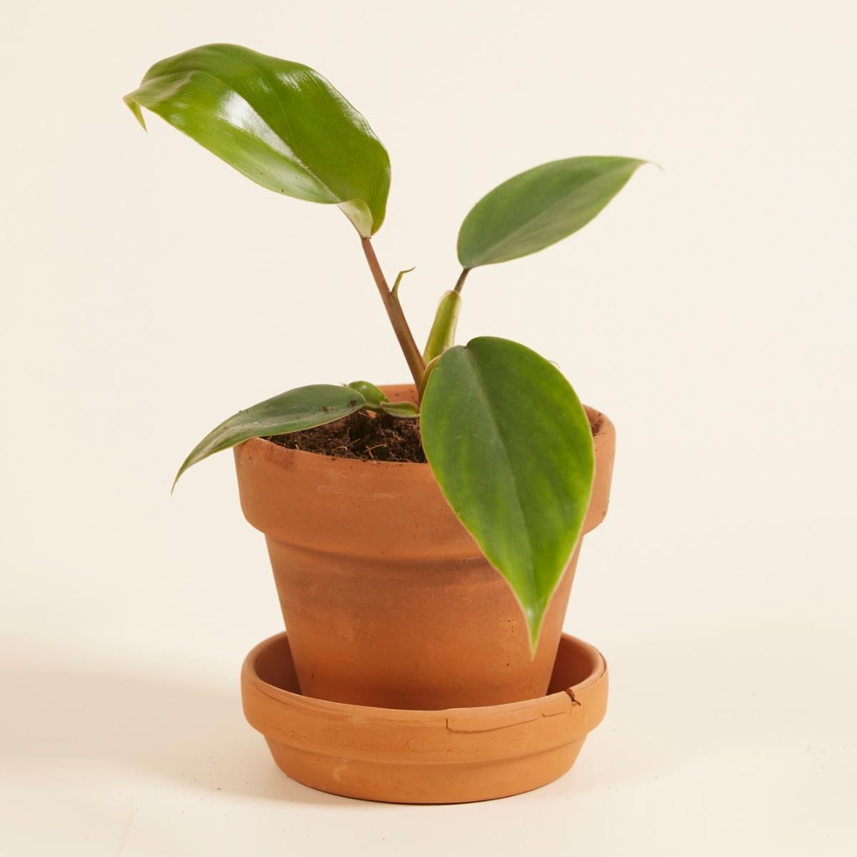 plnts-babyplnts-philodendron-mayoi-zimmerpflanze-8cm-baby image 6