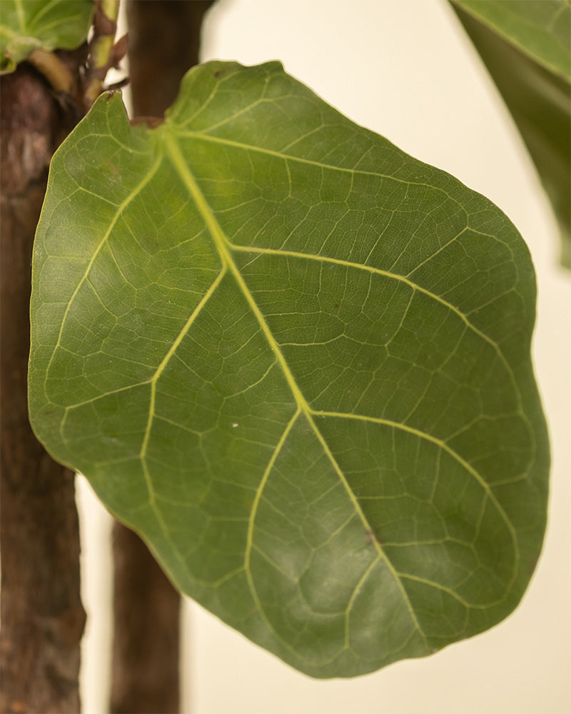 feey-urban-jungle-set-zimmerpflanzen-3er-ohne-bertopf image 8