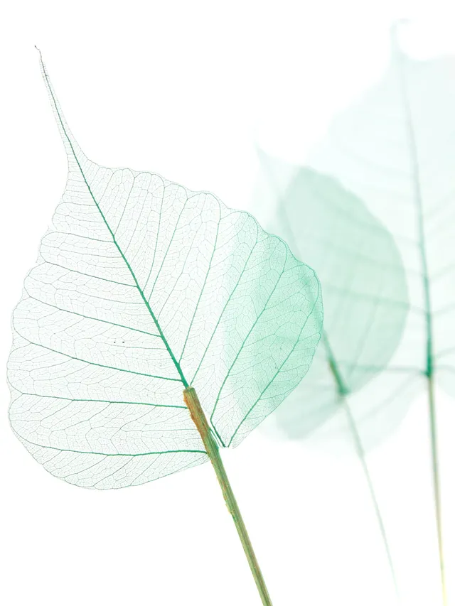 blumigo-trockenblumen-skelettbl-tter-bl-tter-gr-n image 1