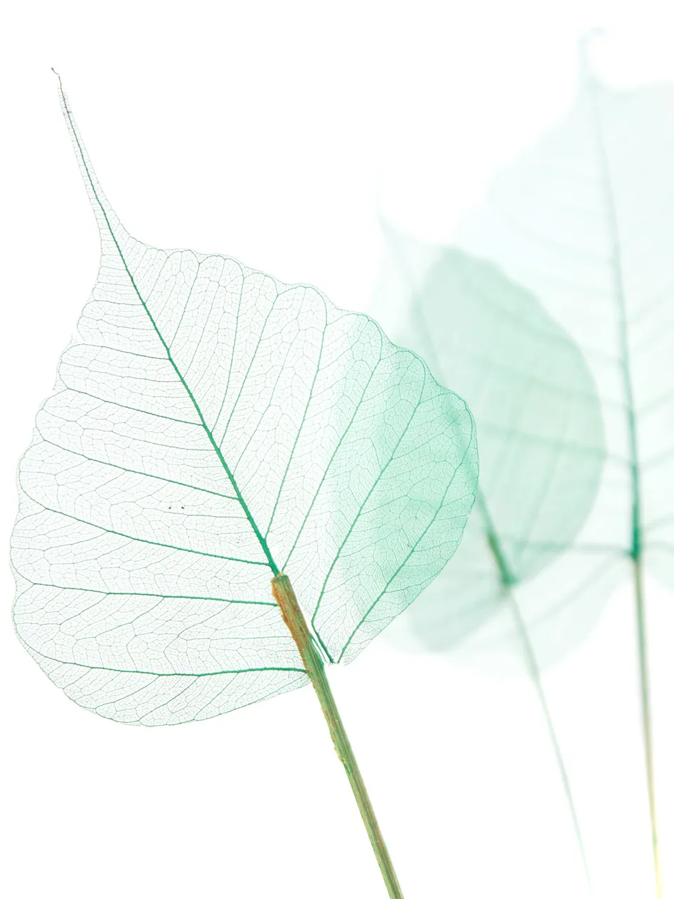 blumigo-trockenblumen-skelettbl-tter-bl-tter-gr-n image 1