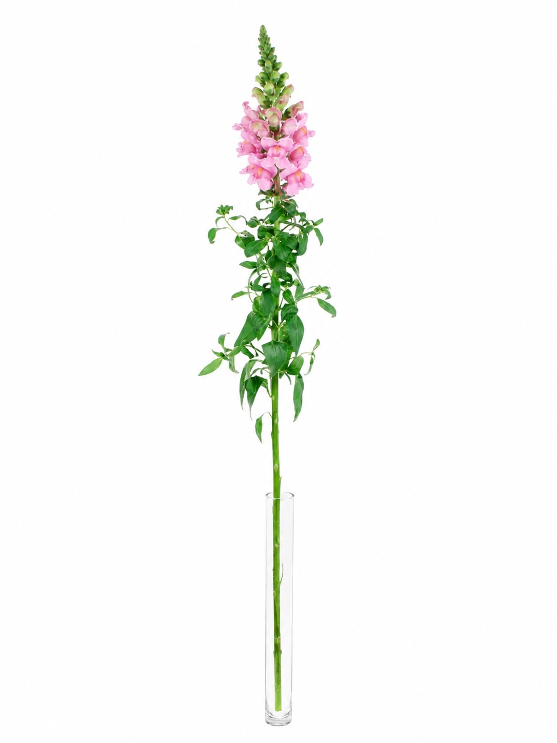 blumigo-poto-rose-l-wenm-ulchen-rosa-pink-schnittblume image 3
