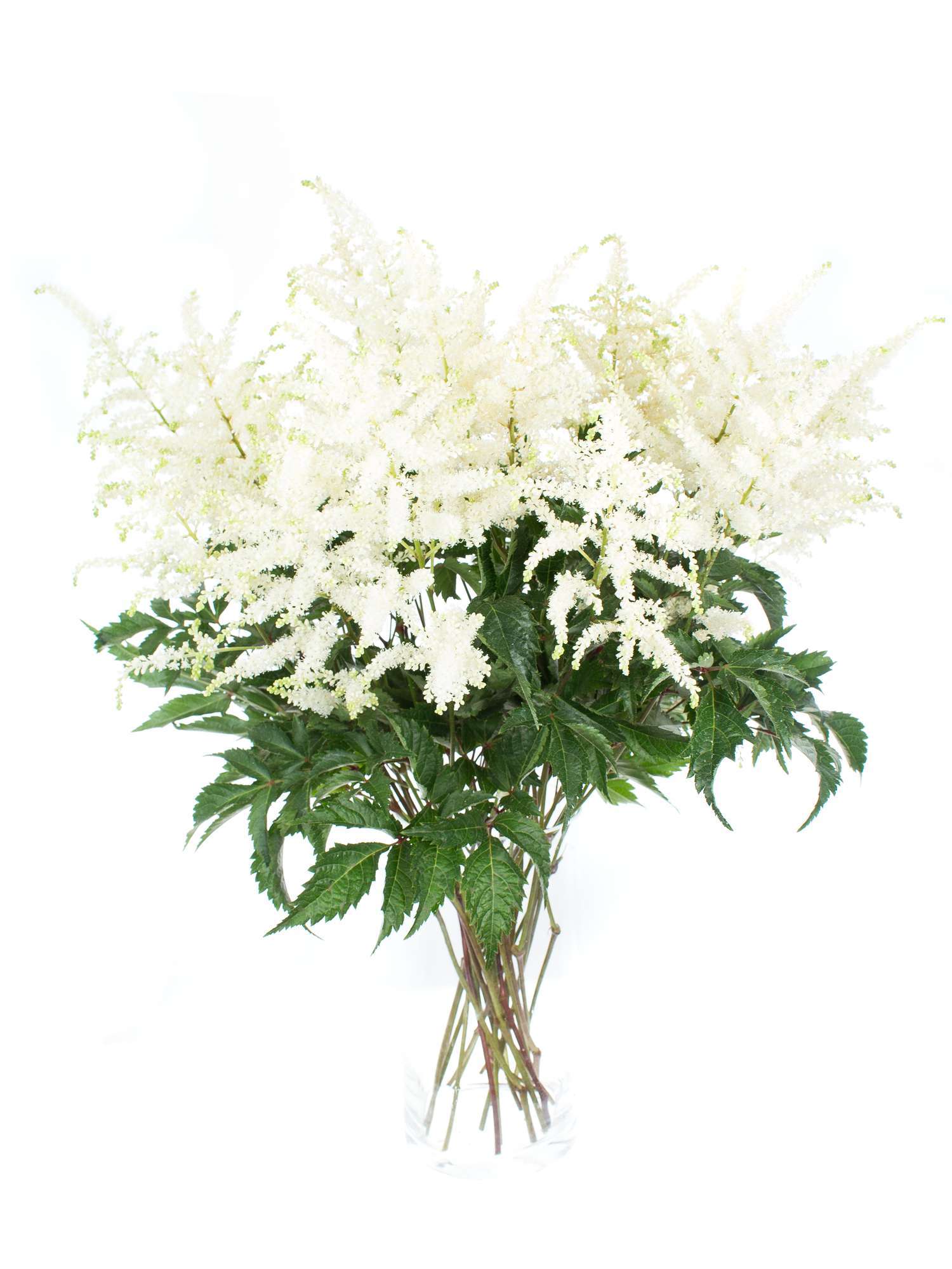 blumigo-washington-astilben-bindegr-n-wei image 2