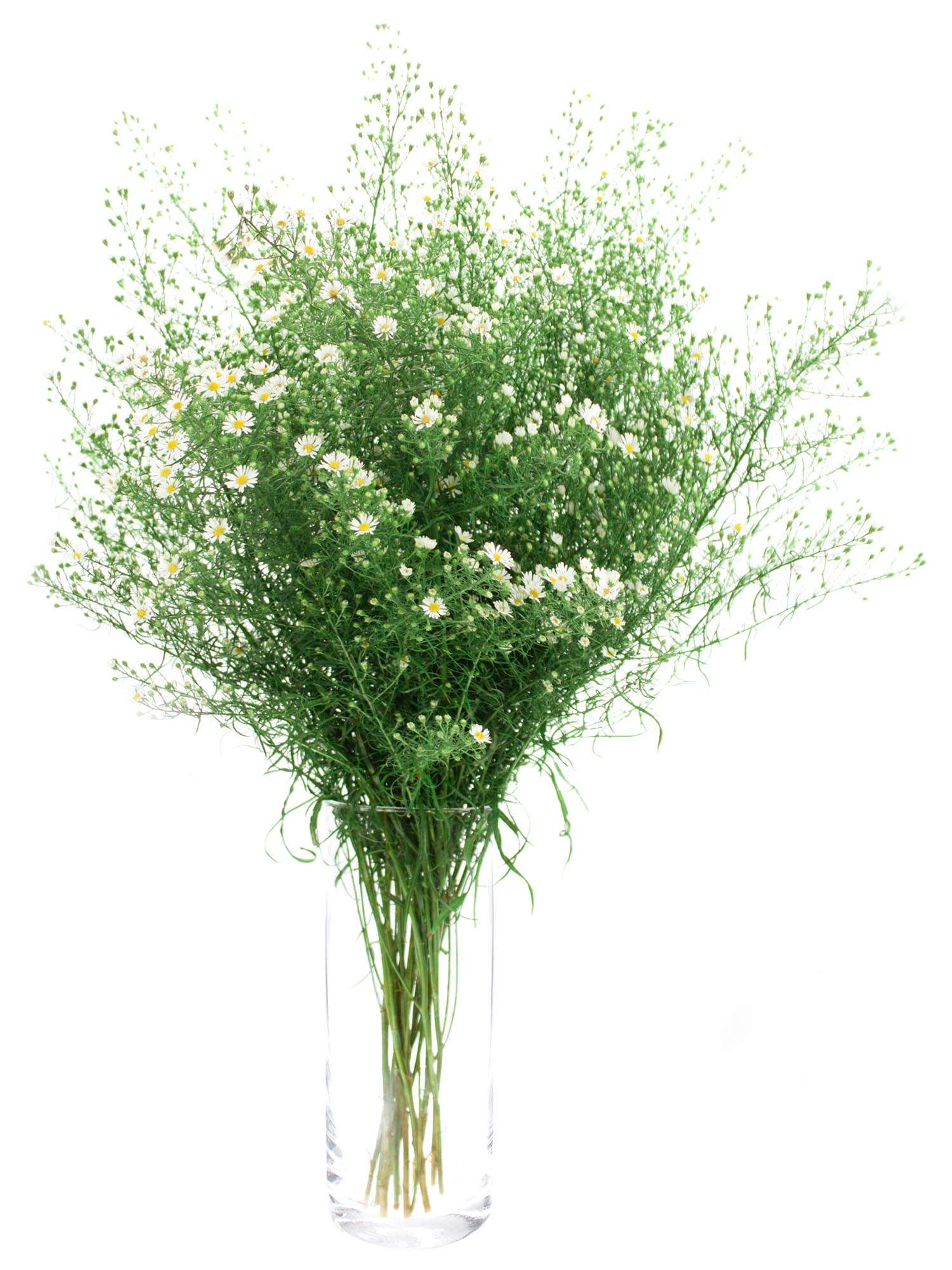 blumigo-blattwerk-septemberkraut-bindegr-n-wei-bund image 2