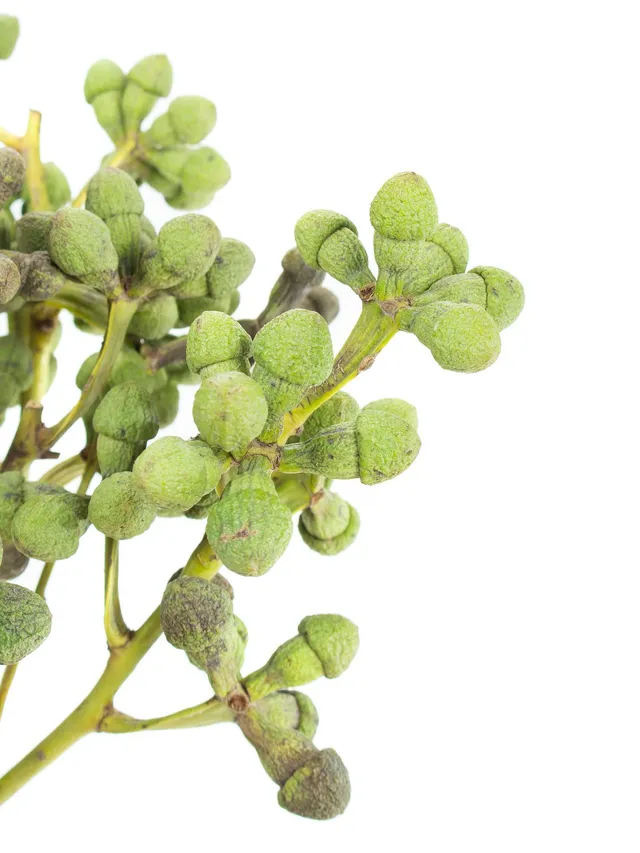 blumigo-eukalyptusbeeren-gr-n-schnittgr-n-bund image 1