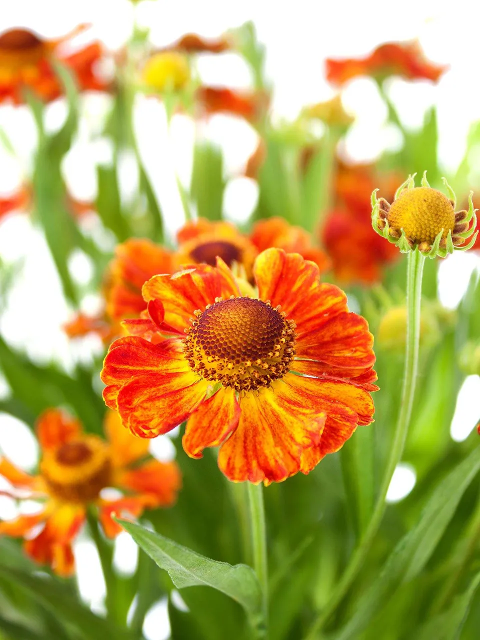 blumigo-helenium-autumn-fire-orange-rote-schnittblume-stiel image 1