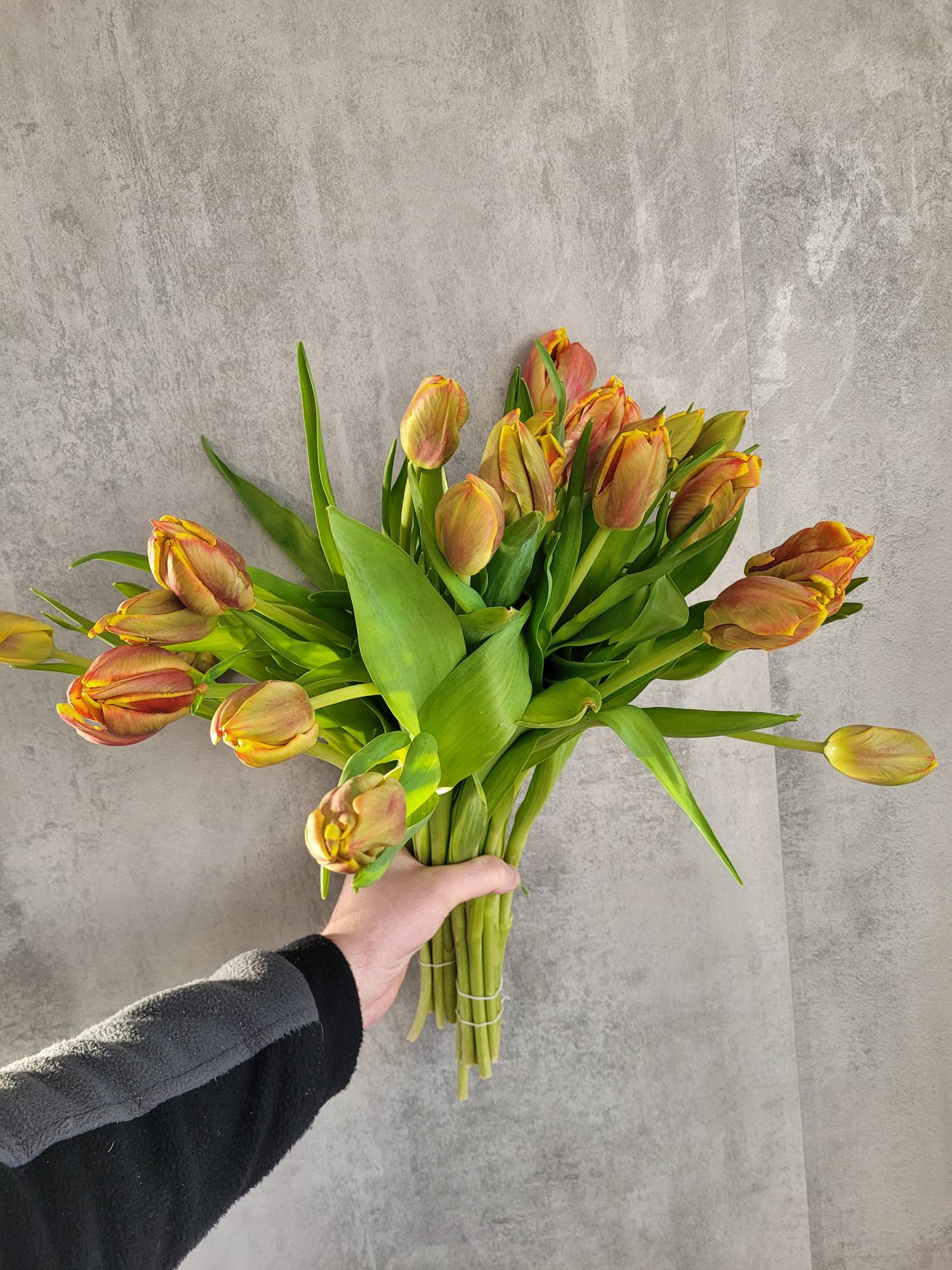 blumigo-tulpen-papagei-dee-jay-parrot-rot-gelb-schnittblume image 2