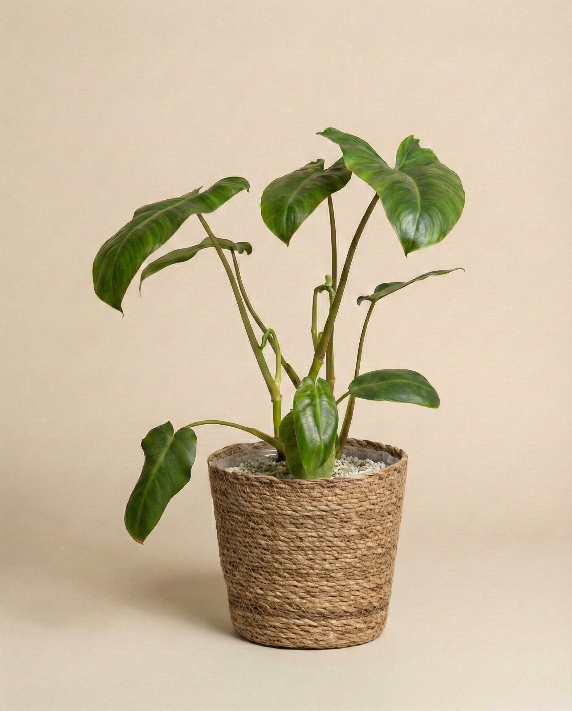 feey-variado-philodendron-paraiso-verde-zimmerpflanze image 8