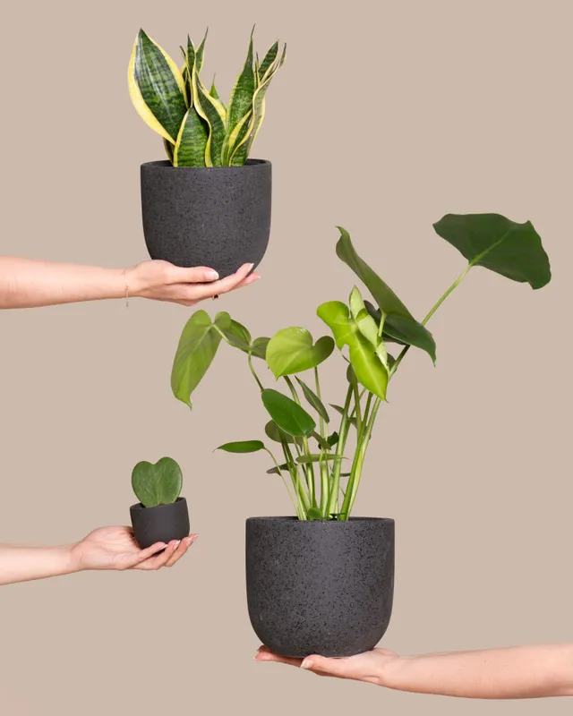 feey-bestseller-trio-pflanzenset-monstera-sansevieria-hoya-3tlg image 1