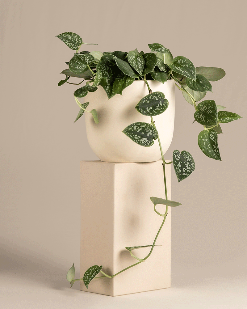 feey-variado-gefleckte-efeutute-scindapsus-h-ngepflanze image 6