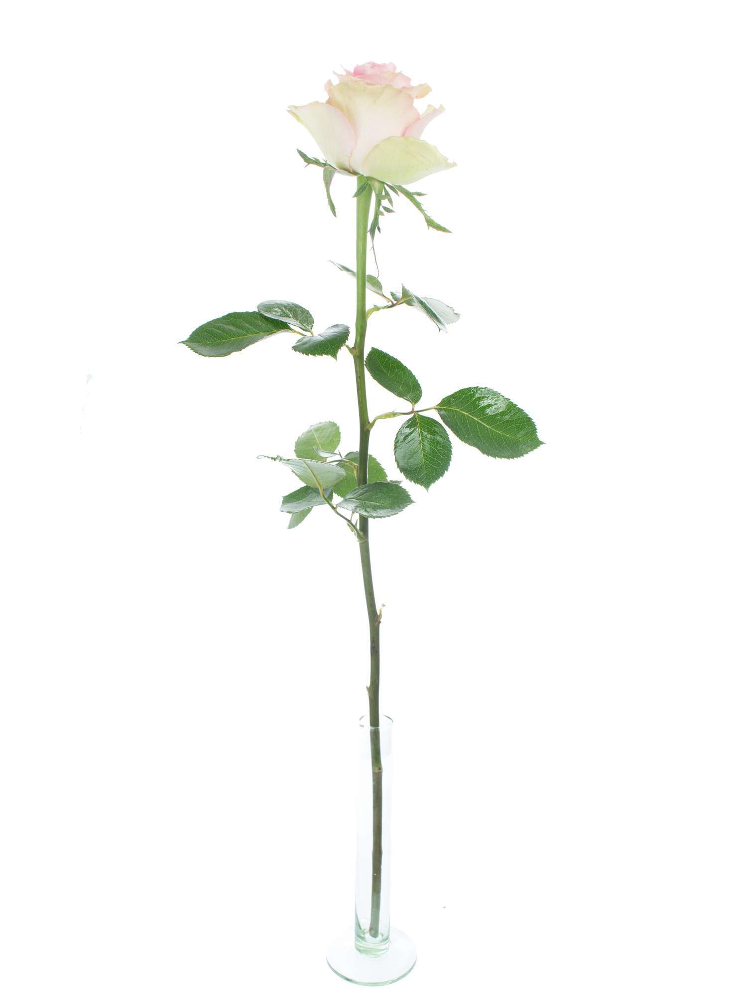 blumigo-rosen-brigitte-bardot-rosa-schnittblumen-frisch image 3