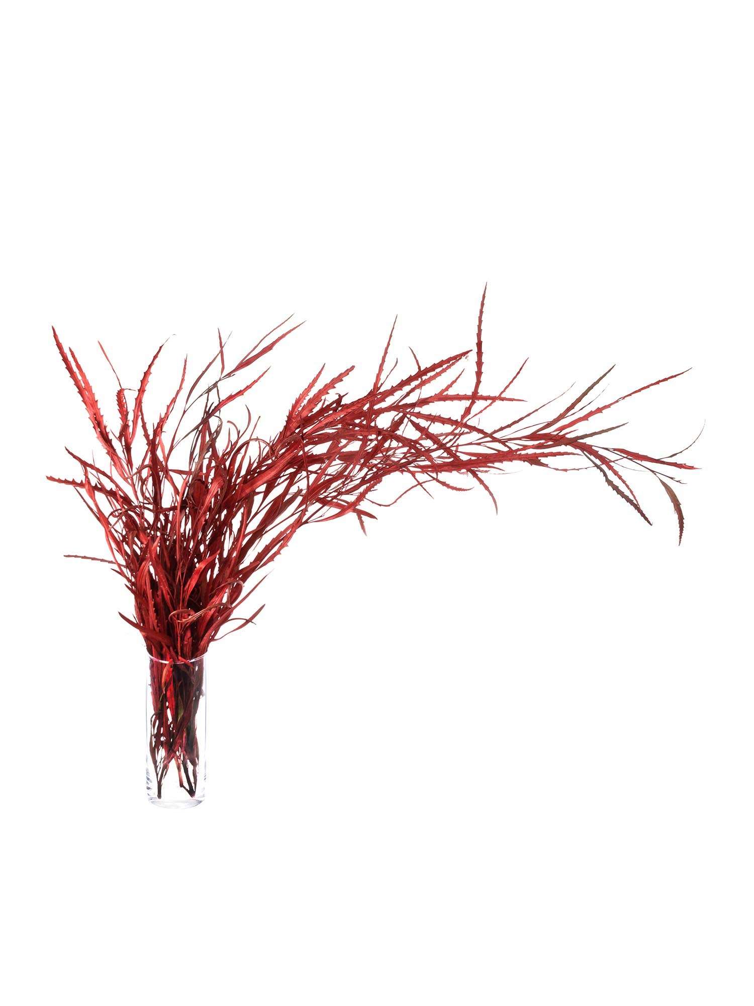 blumigo-proteen-grevillea-rot-gef-rbt-blume image 2