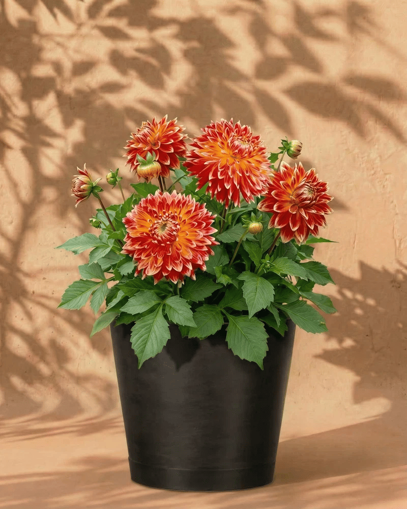 feey-amsterdam-dahlien-orange-rot-blumenzwiebeln-3-stk image 6