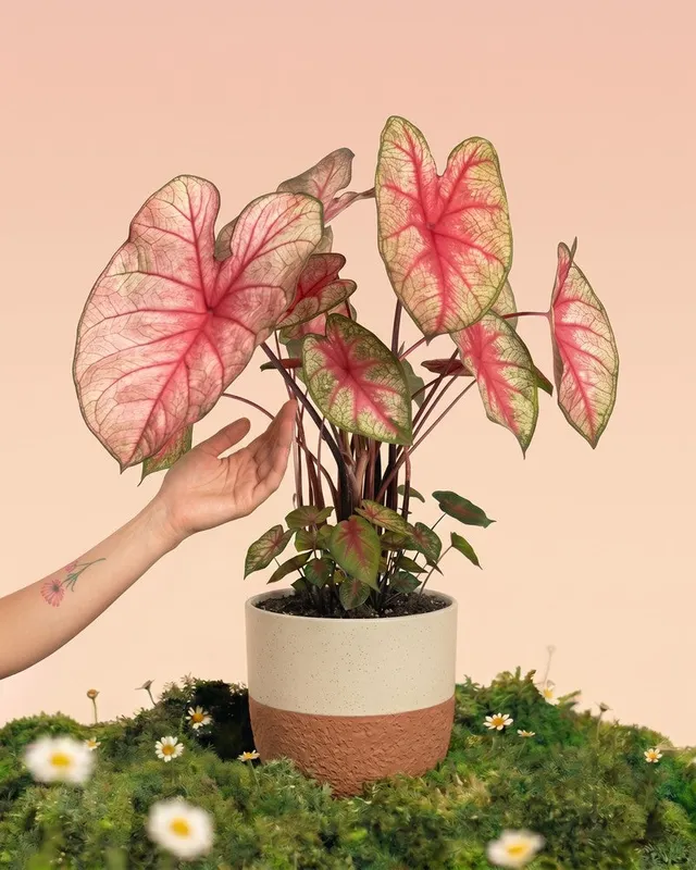 feey-variado-caladium-party-punch-buntblatt-ohne-bertopf image 1