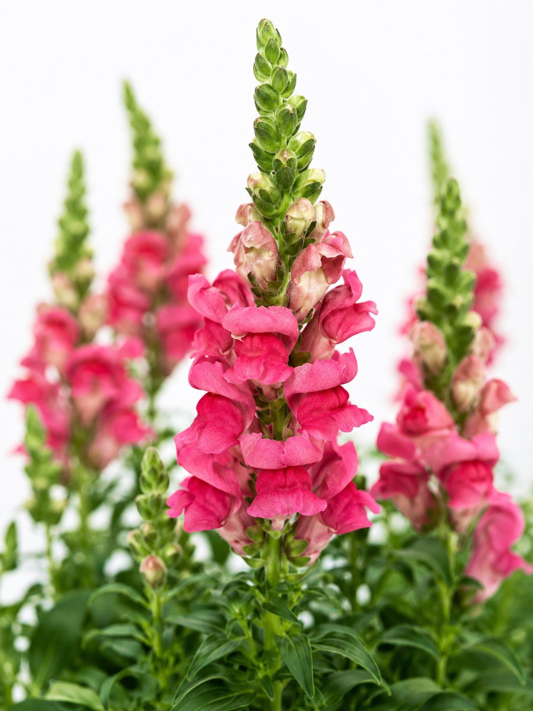 blumigo-rosen-l-wenm-ulchen-avignon-cherry-rose-pink image 1
