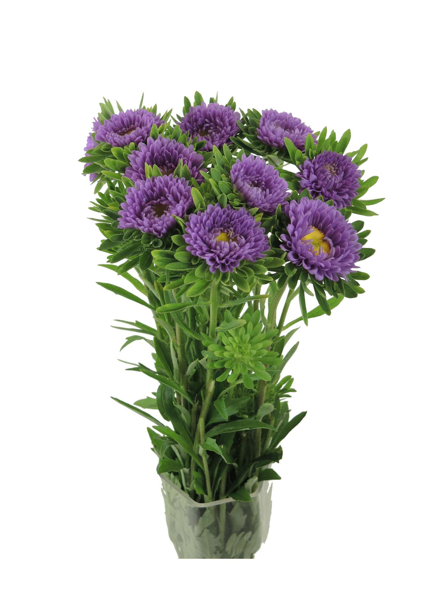 blumigo-sommeraster-lila-schnittblume-herbstdeko image 2
