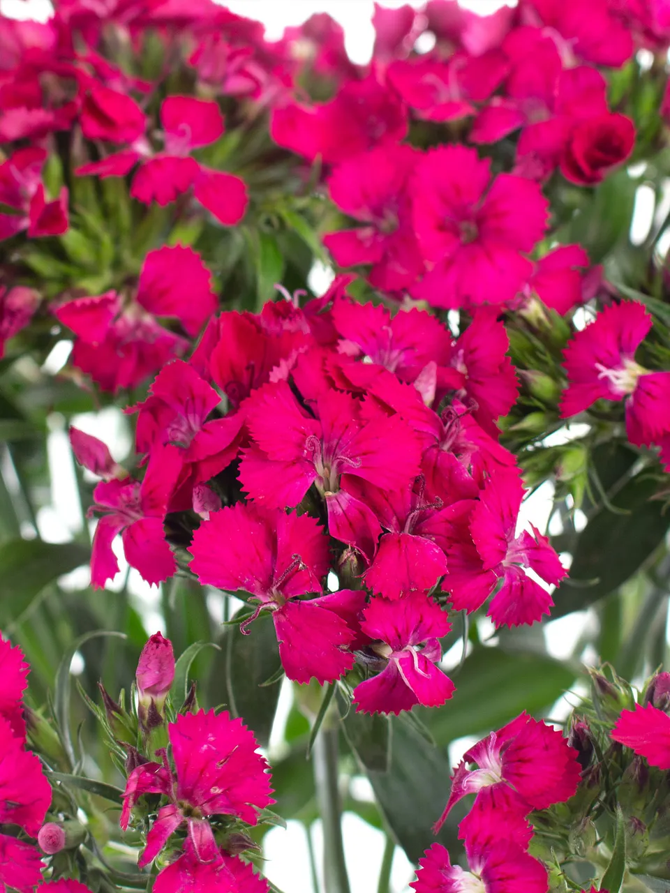 blumigo-nelken-bartnelken-neon-cherry-pink-stiel image 1