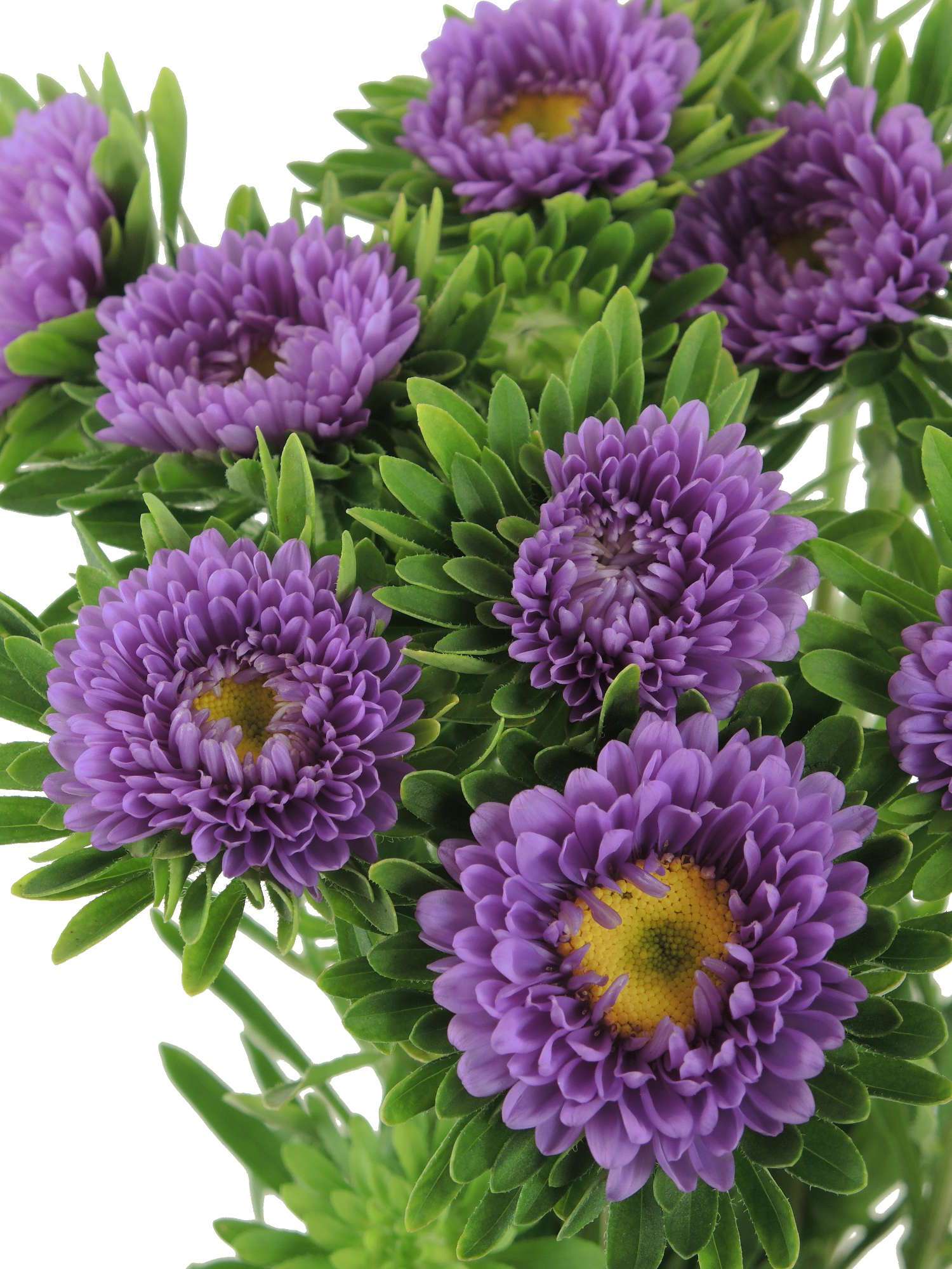 blumigo-sommeraster-lila-schnittblume-herbstdeko image 1