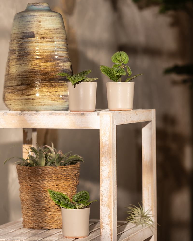 feey-variado-pilea-moon-valley-trio-babypflanze-ohne-bertopf image 8