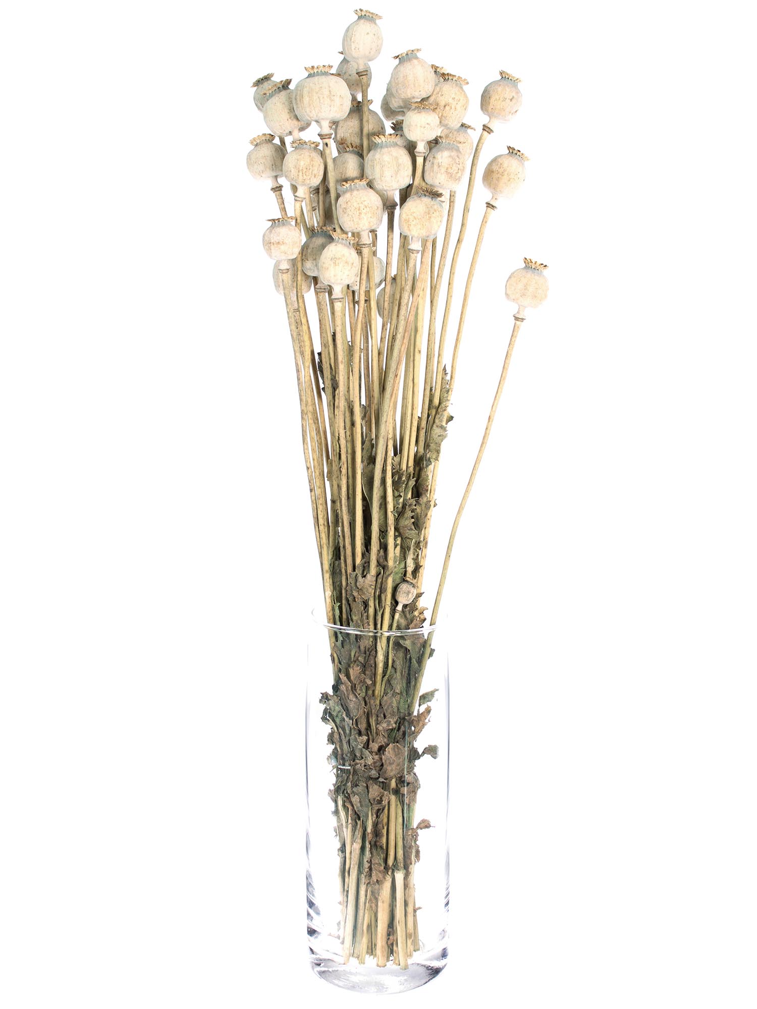 blumigo-trockenblumen-mohnkapseln-natur-getrocknet-bund image 2