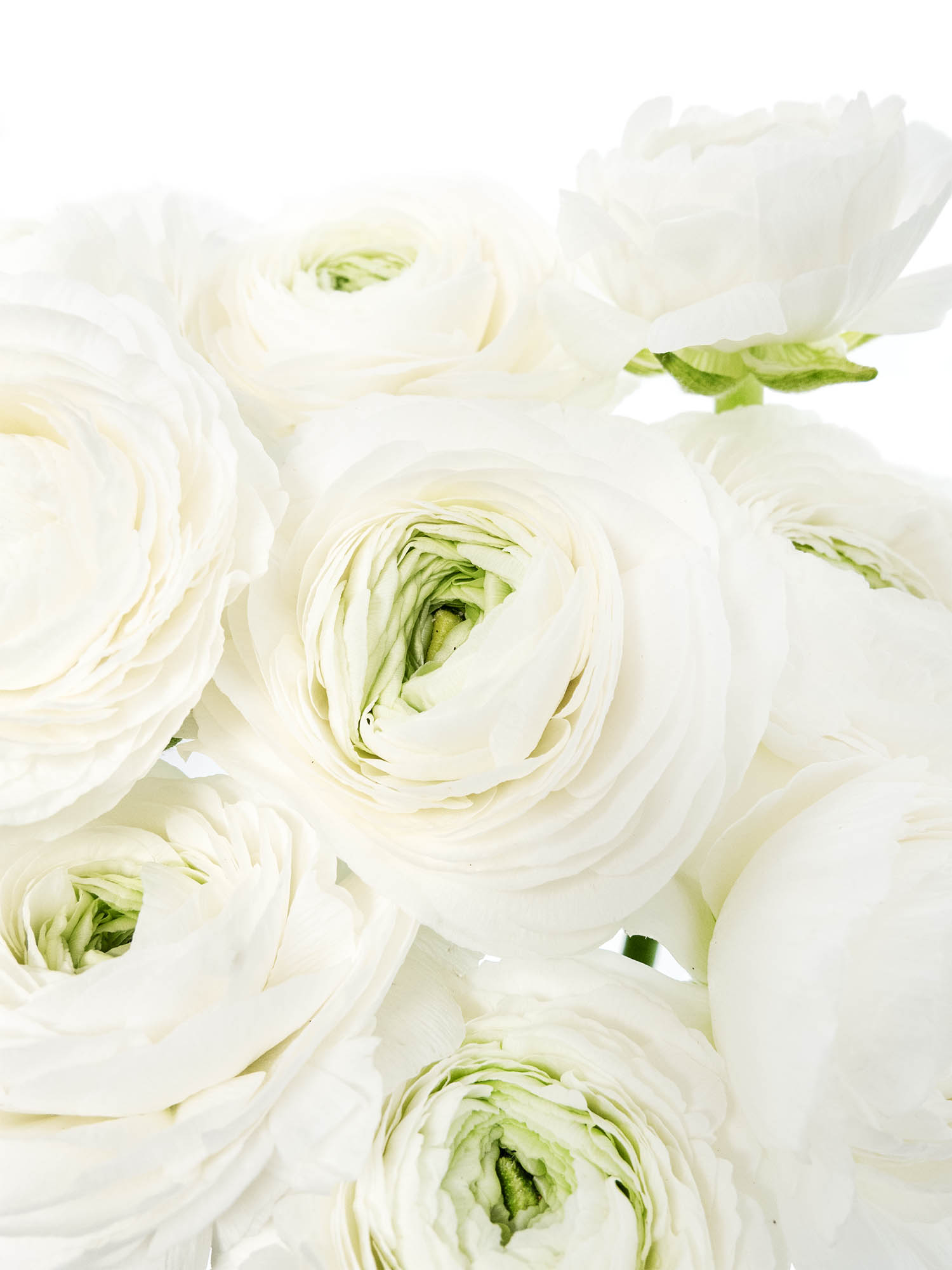 blumigo-ranunkeln-xl-cloni-cover-wei-frisch image 3