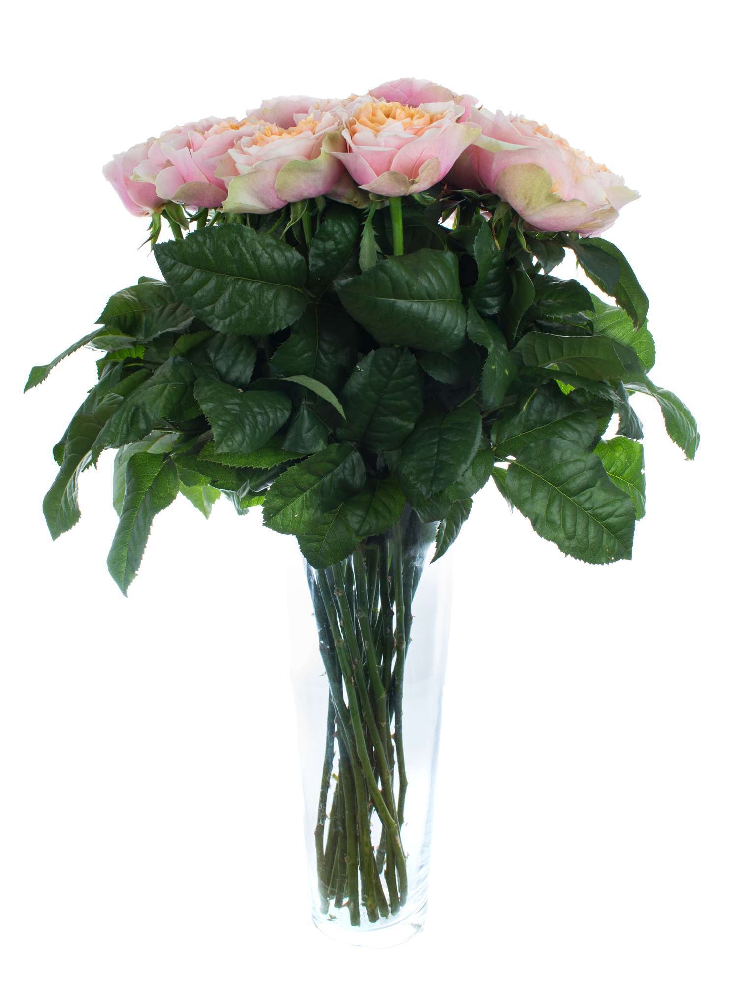 blumigo-rosen-vuvuzela-schnittrose-rosa-apricot image 2