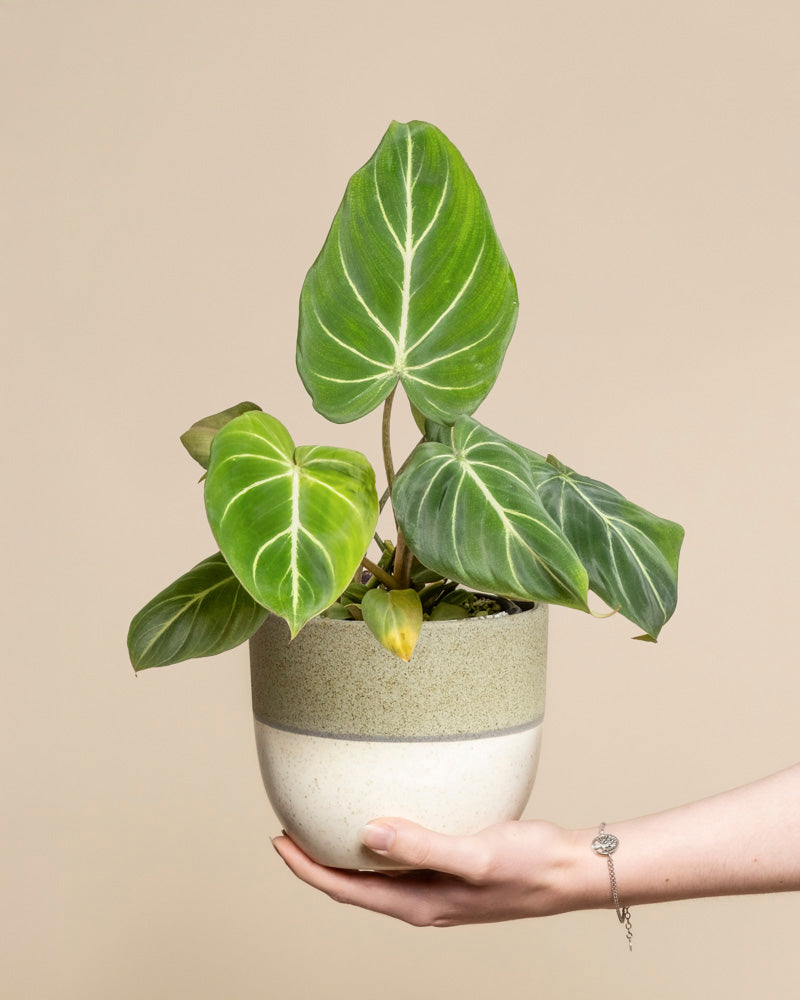 feey-variado-philodendron-gloriosum-zimmerpflanze-ohne-bertopf image 1