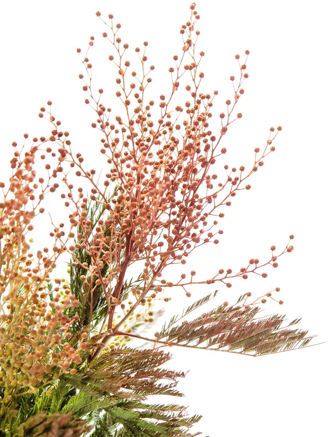 blumigo-mimose-rot-gesogen-greenery-bund-frisch image 1