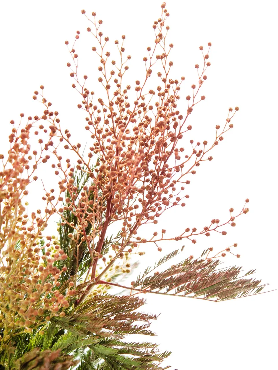 blumigo-mimose-rot-gesogen-greenery-bund-frisch image 1
