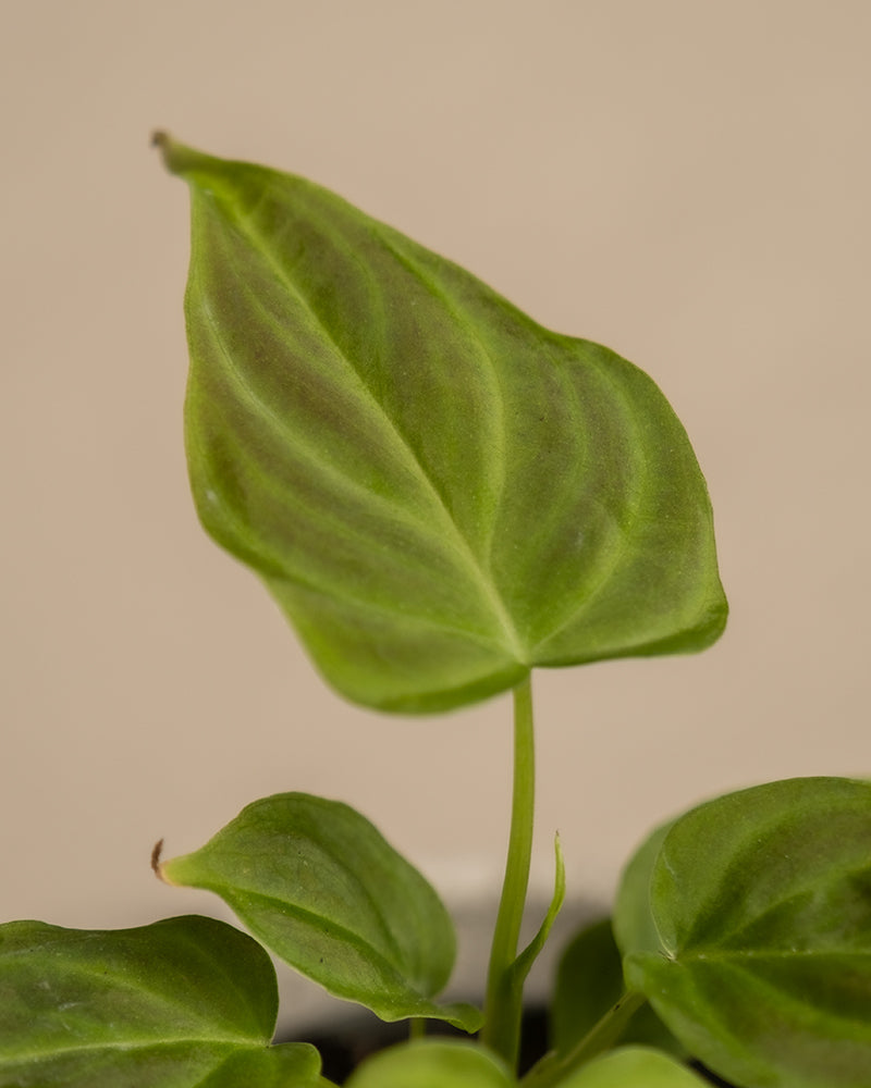 feey-variado-philodendron-verrucosum-babypflanze-6cm image 2