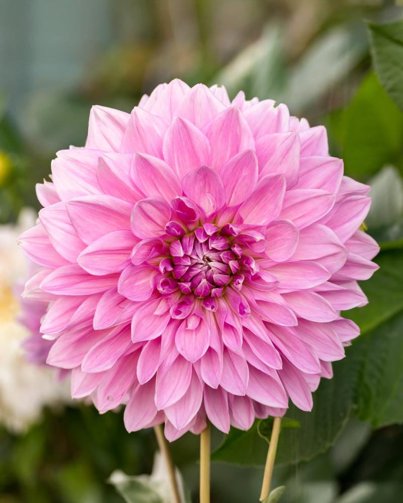 feey-amsterdam-dahlien-pink-3-stk-knollen-zum-eingraben image 2