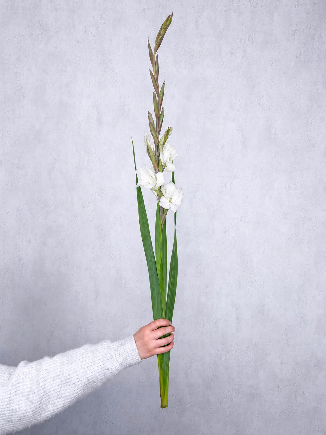 blumigo-gladiolen-essential-schnittblume-wei-stiel image 1