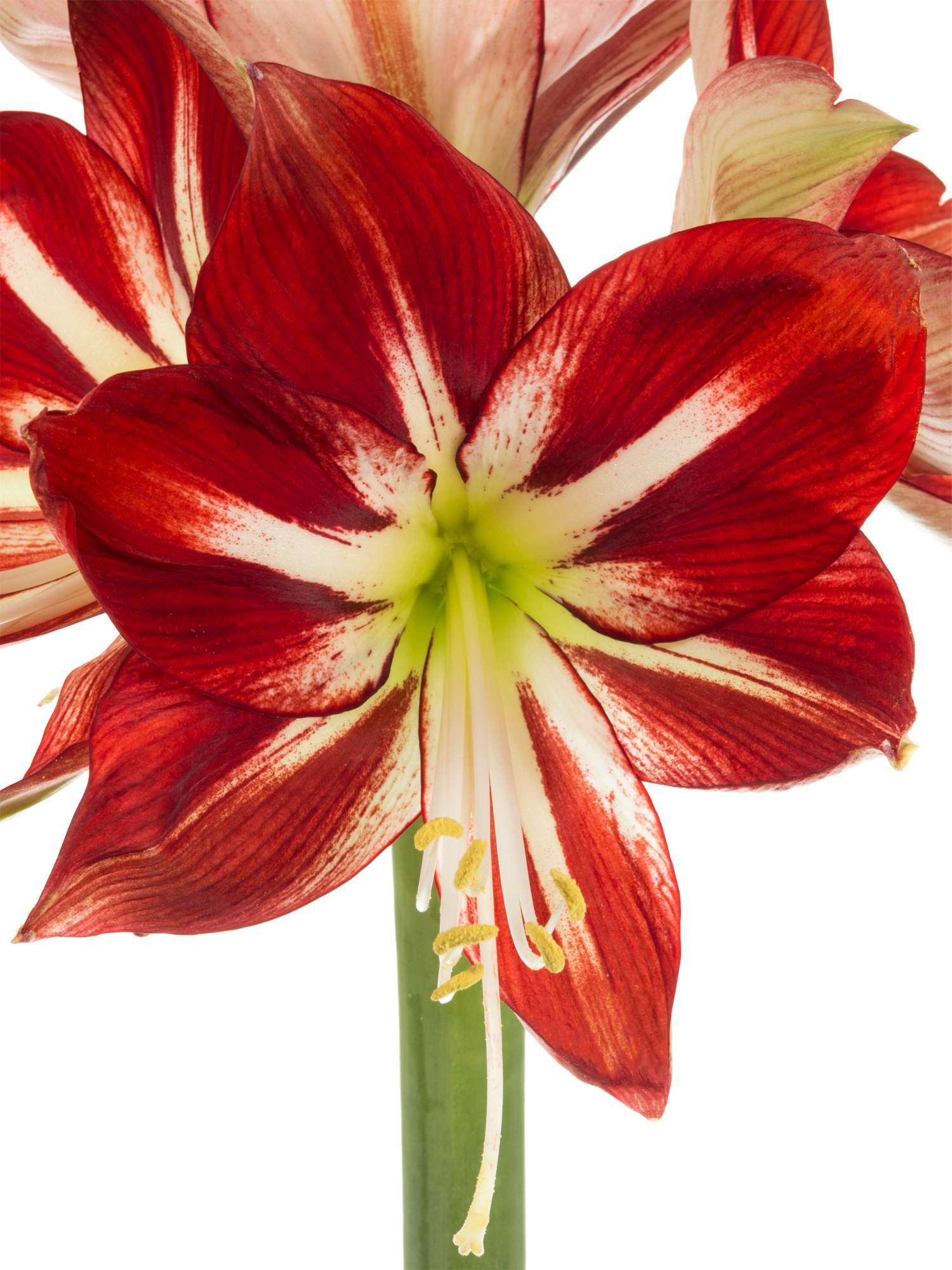 blumigo-amaryllis-passion-schnittblume-rot-wei-f-r-vase image 1