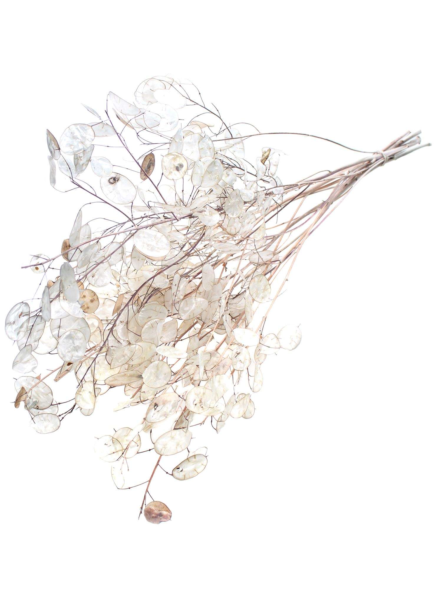 blumigo-lunaria-trockenblumen-wei-silber-getrocknet image 4