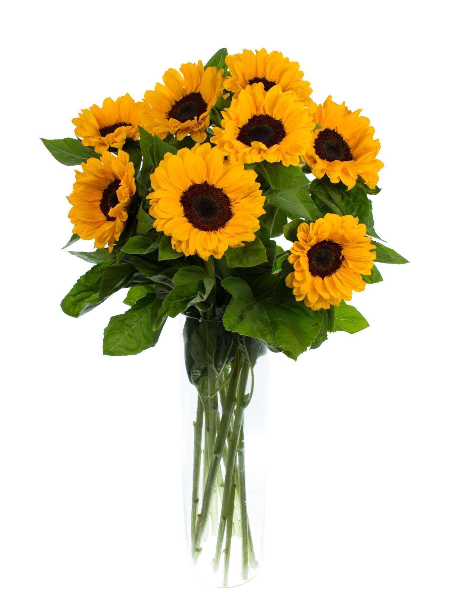 blumigo-sonnenblumen-vincents-choice-schnittblume-gelb image 2