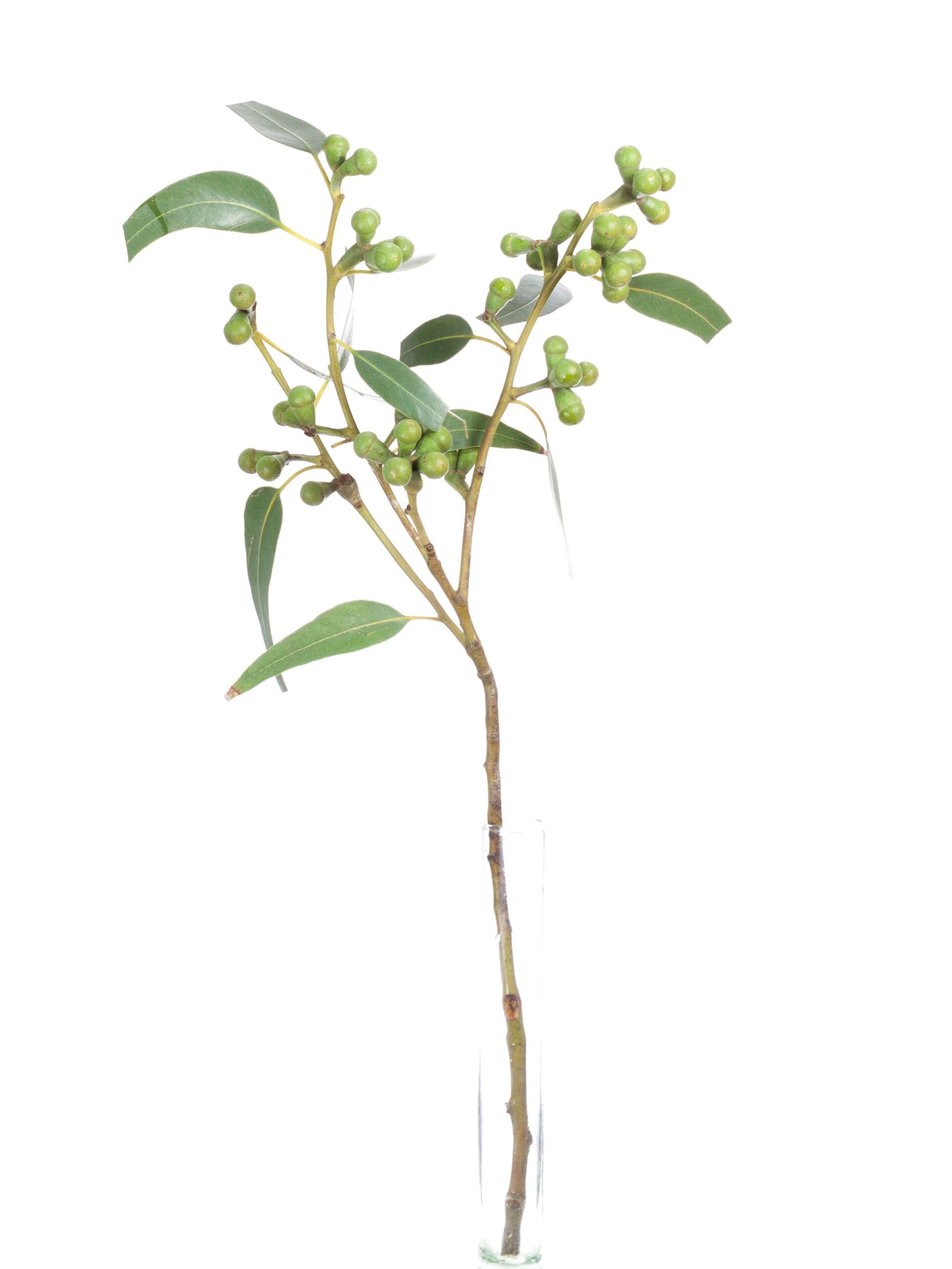 blumigo-eukalyptus-fruchtst-nde-gr-n-bund image 3