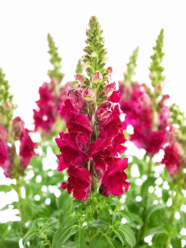 blumigo-l-wenm-ulchen-costa-velvet-schnittblume-dunkelrot image 1