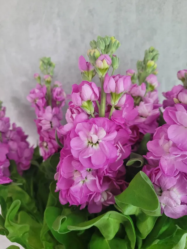 blumigo-rosen-levkoje-mathilda-rose-pink-schnittblume image 1
