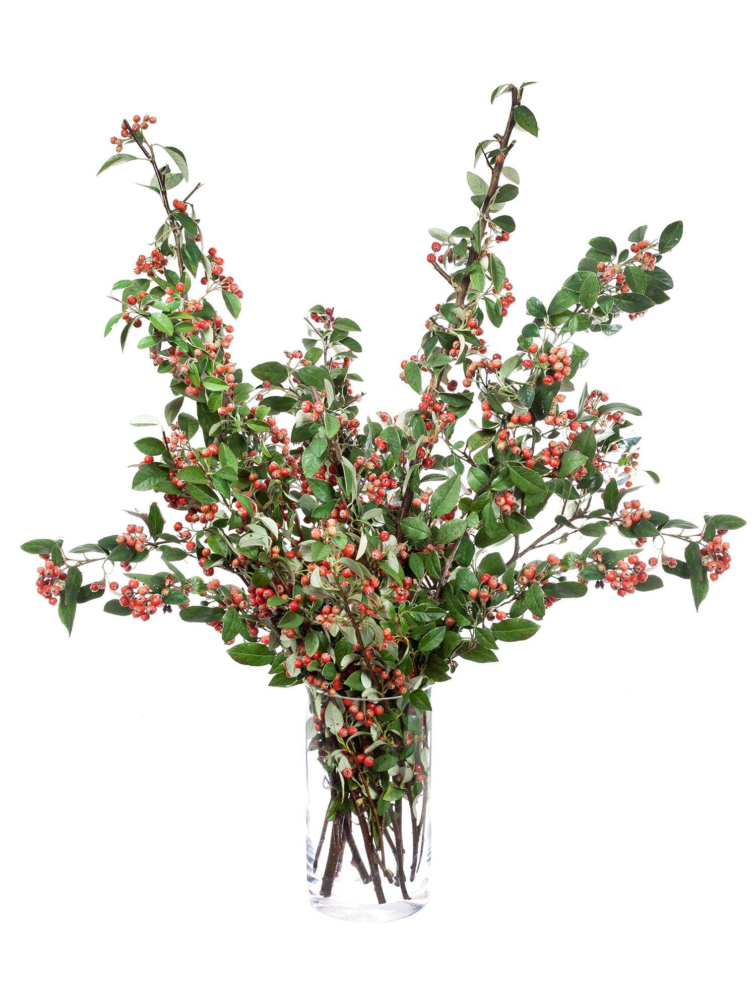 blumigo-blattwerk-cotoneaster-zwergmispel-bindegr-n-orange-mit-beeren image 2