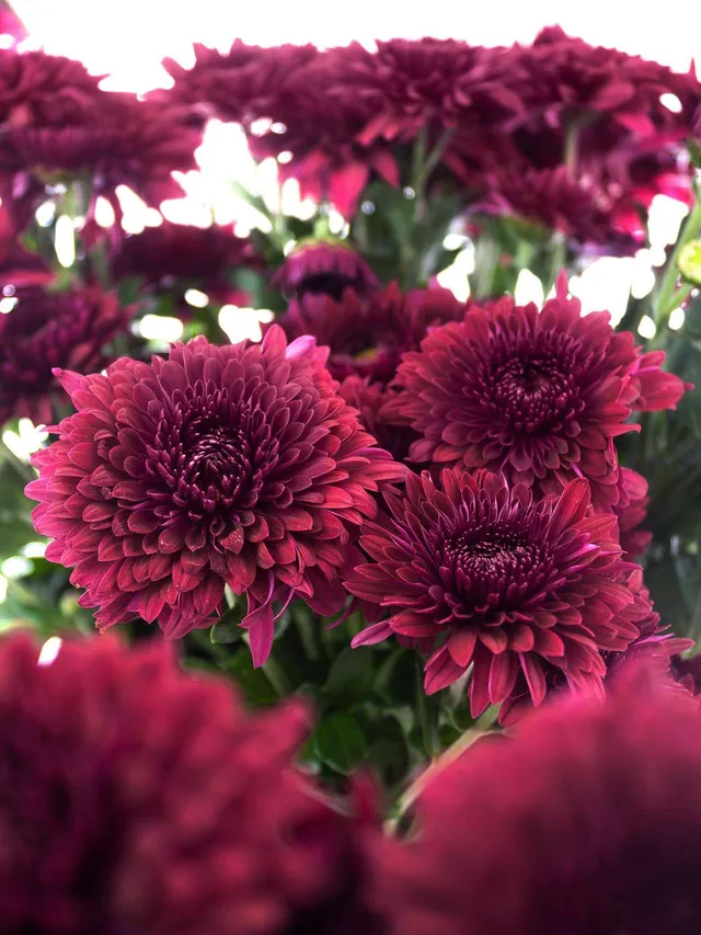 blumigo-herbstdeko-herbstastern-smokey-schnittblume-dunkelviolett image 1