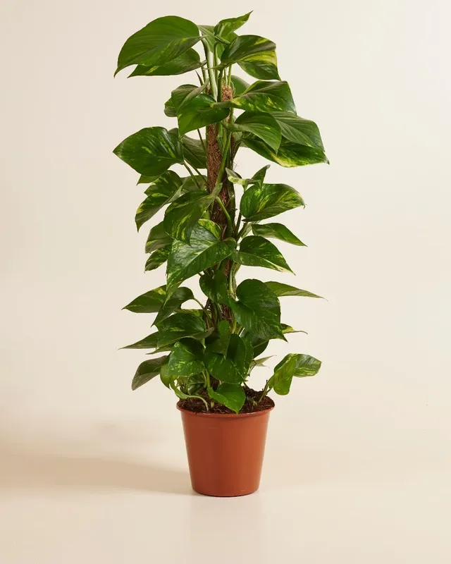 plnts-rareplnts-scindapsus-zimmerpflanze-19cm-topf-80cm-h-ngepflanze image 1