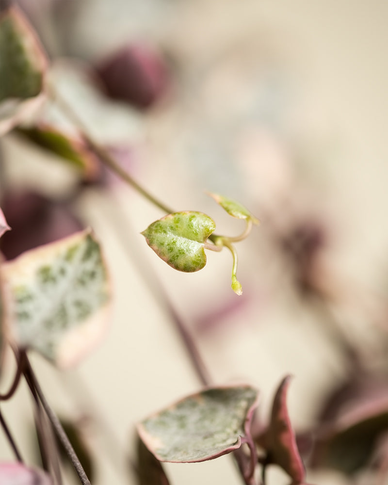 feey-variado-leuchterpflanze-pink-zimmerpflanze-ohne-bertopf-h-ngepflanze image 8