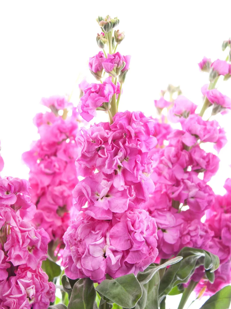 blumigo-levkojen-xl-schnittblumen-pink image 1