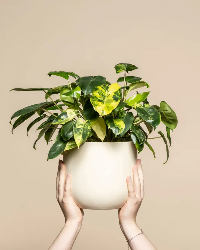 feey-variado-philodendron-burle-marx-zimmerpflanze-rarit-t image 1