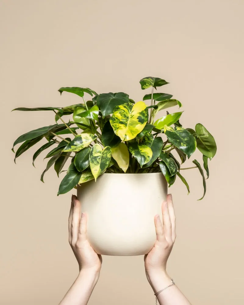 feey-variado-philodendron-burle-marx-zimmerpflanze-rarit-t image 1
